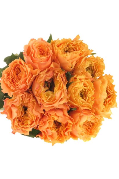 Троянда чайно-гібридна Каралуна